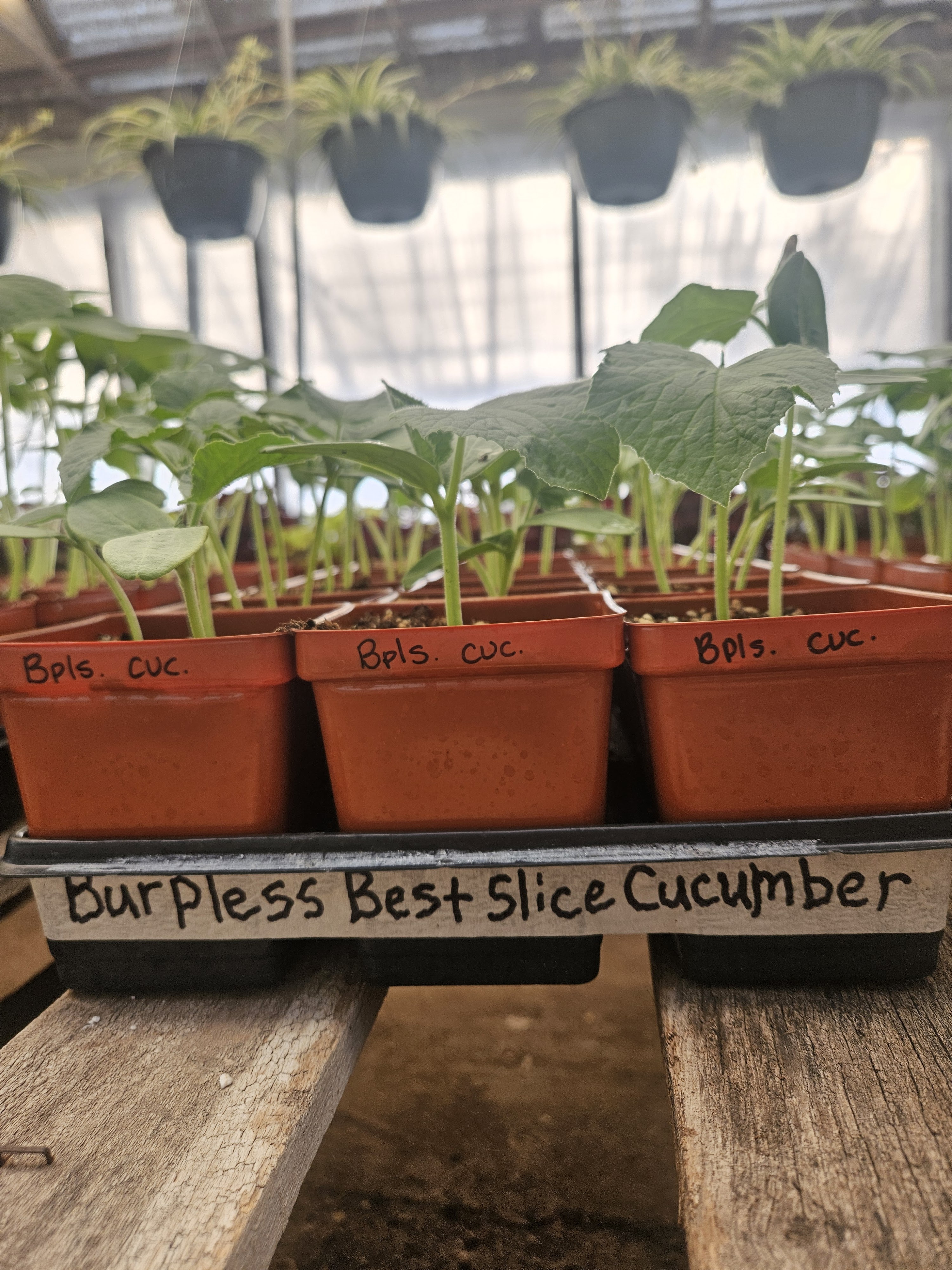 Wichita Greenhouse