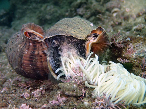 ダイビングスクール オーシャン