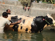 Warraich Agri Farms gujranwala