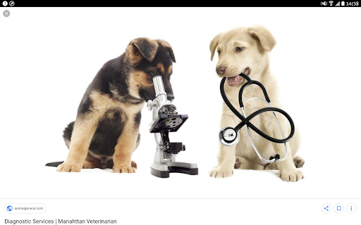 Ambulatorio veterinario Dott.ssa Barbara Borsetta - si riceve solo su appuntamento - - Thumbnail