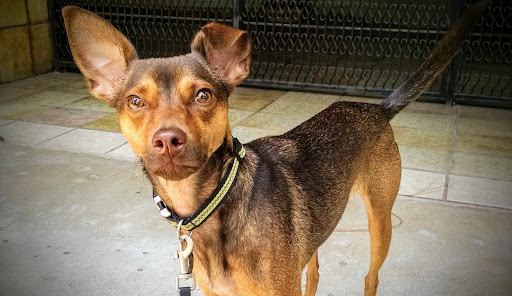 Southwest Animal Care Center Gallery - United States