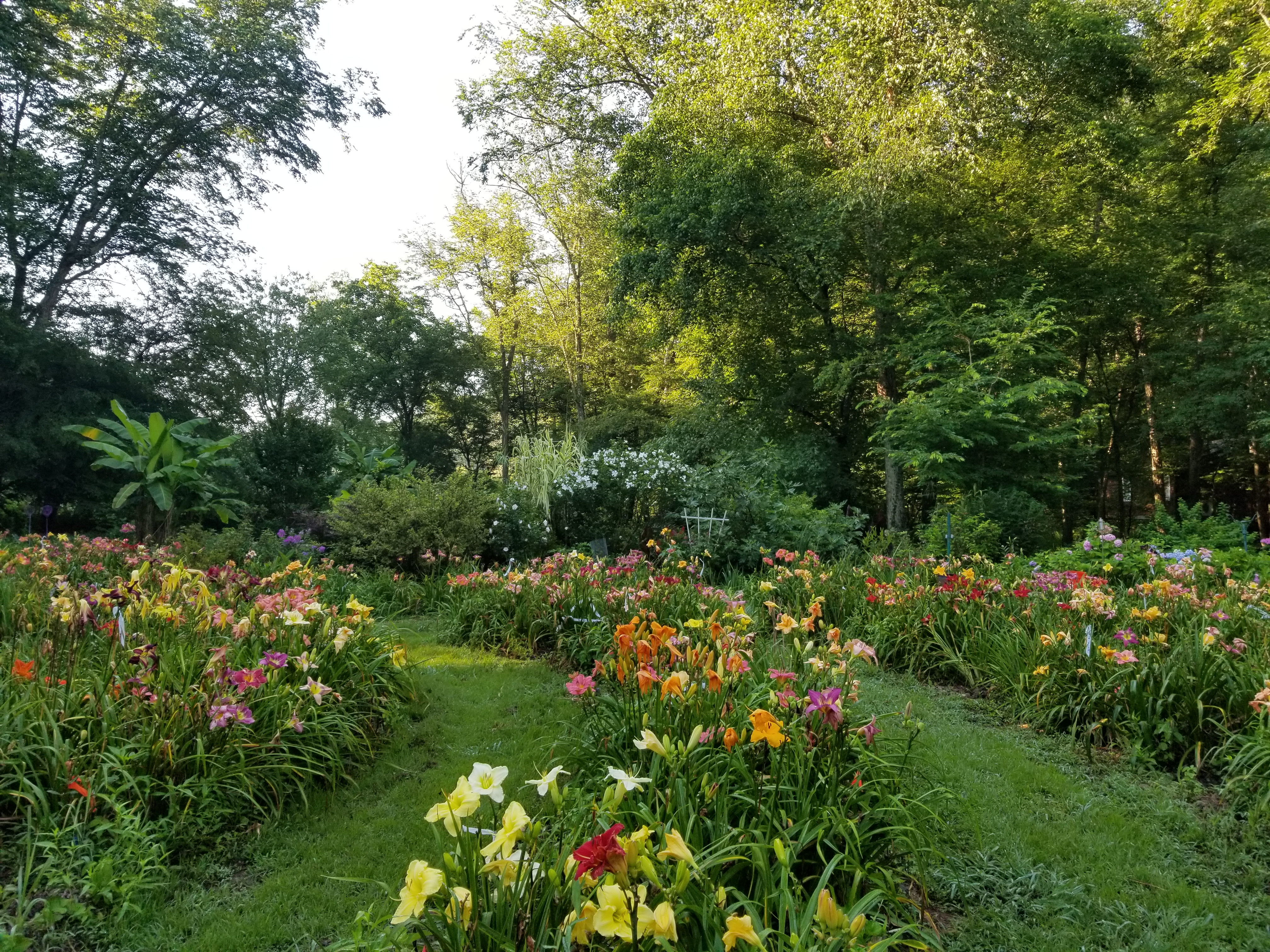 Jungle Paradise Daylilies
