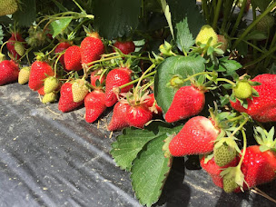 Photo n°21 de Cueillette de Fraises, Fleurs & Asperges : TERRADOC à Lavernose-Lacasse (Maraîcher)