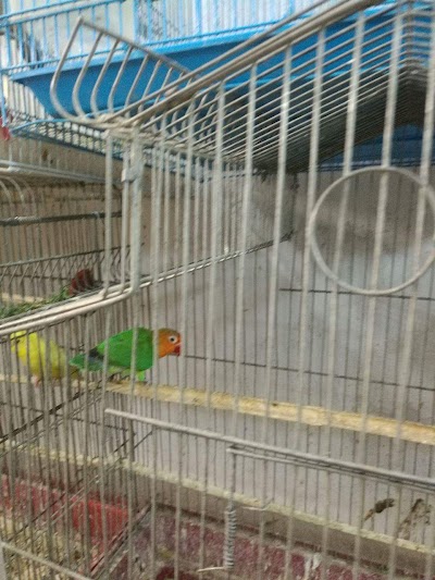 Photos of Amer shop selling all kinds of birds and pets