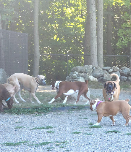 Danvers Dog Park - Thumbnail