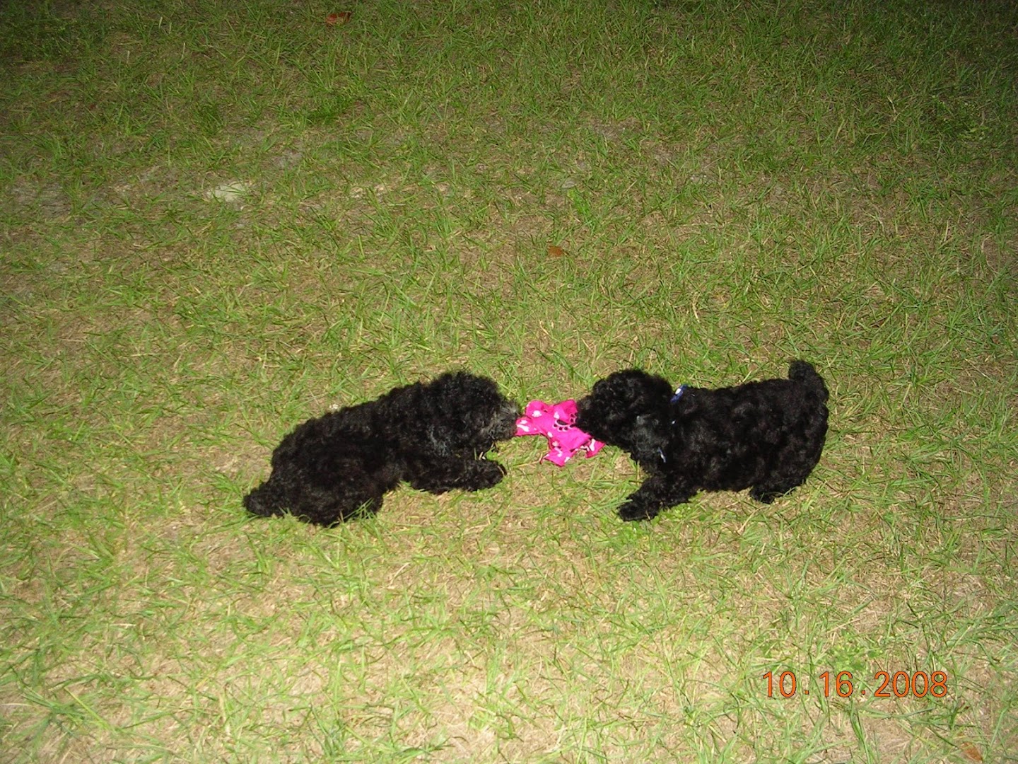 All Pampered Pet Sitting, LLC