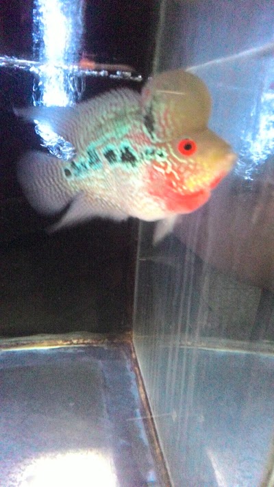 Photos of Inovasi Aquarium