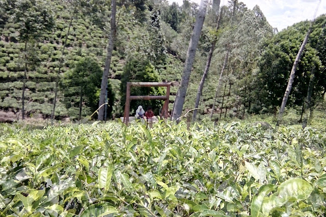 Visit Kebun Teh Jamus Lereng Gunung Lawu On Your Trip To Ngawi