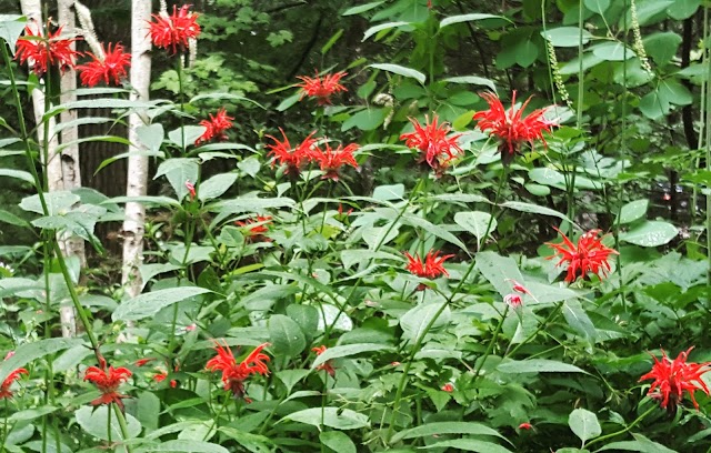 Garden in the Woods