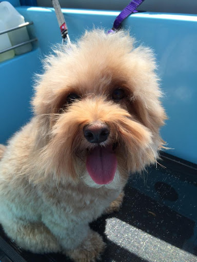 Aussie Pooch Mobile Dog Wash Dapto - Thumbnail