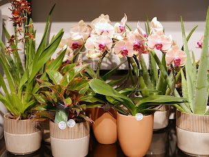 Photo n°17 de Monceau Fleurs à Vernon (Boutique de cadeaux)