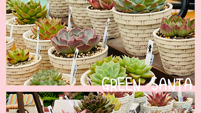 グリーンサンタ