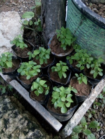 Photos of KEBUN CABE JAMU MADURA