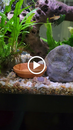 Two Fish Aquatics - Thumbnail
