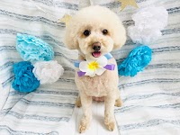 トリミングサロンMelia(メリア)