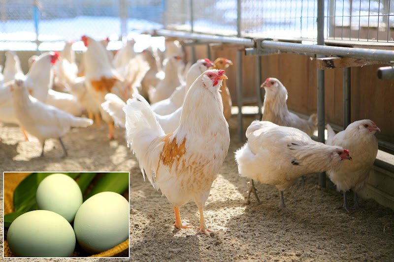 ふるさと地鶏の会