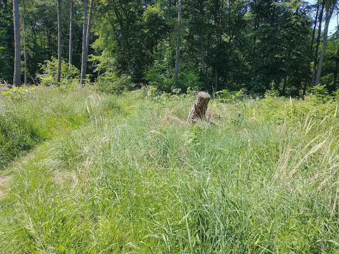 Dr. med. Andrea Bertram