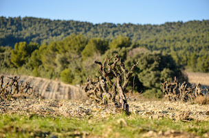 Photo n°19 de Domaine Chaume Arnaud à Vinsobres (Fabricant d'huile d'olive)