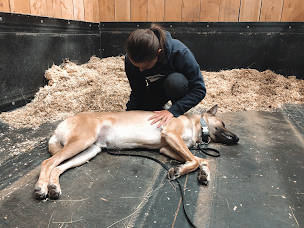 Photo n°2 de Léa Moine Ostéopathe Animalier à Bazas (Ostéopathe)