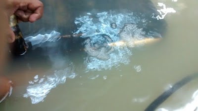 Photos of PARAISO DEL RADIADOR