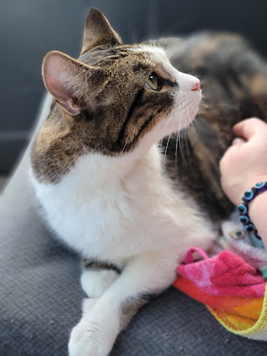 Northside Animal Hospital - Thumbnail