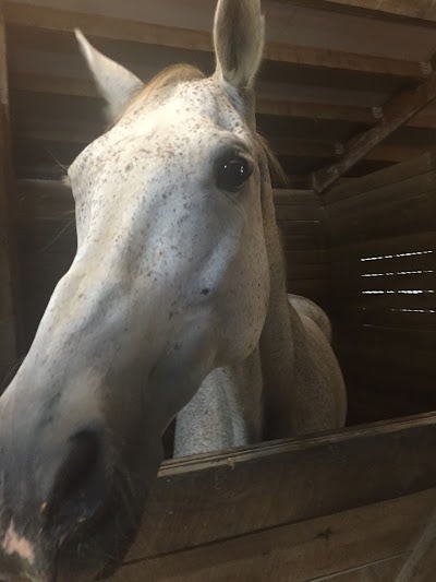 Photos of Blue Oxer Riding Academy