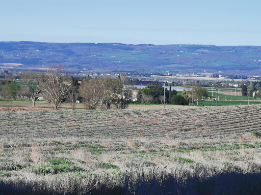 Champs de lavande - Thumbnail