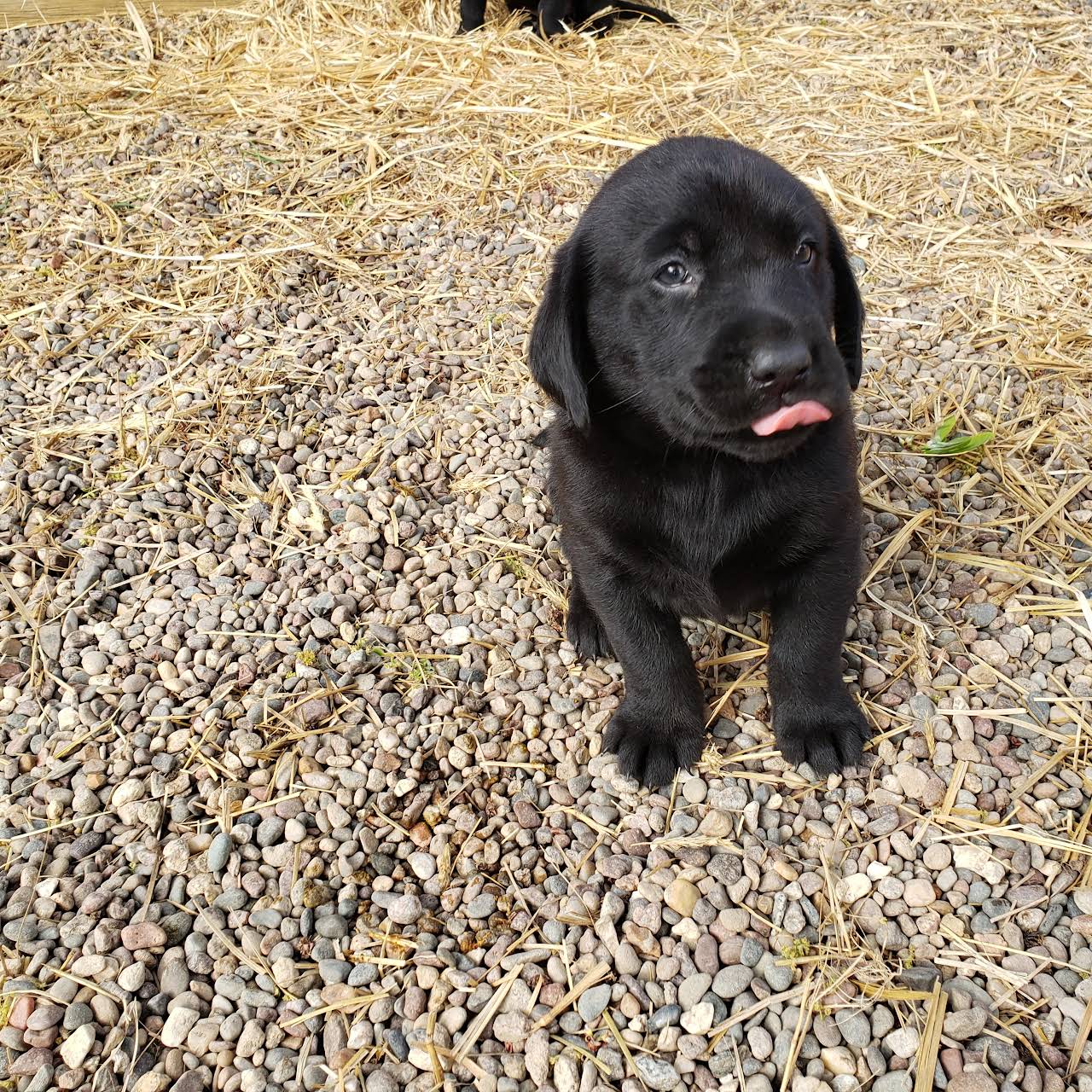 Iowa Akc Registered Hunting Labs For Sale Also Check Us Out On Facebook 