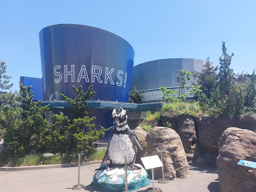 Ocean Wonders: Sharks!