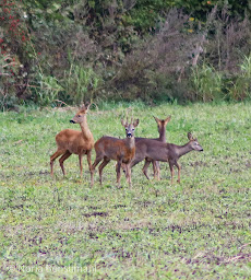 Photo n°6 de Gite des bois gourmands à Saint-Georges-de-Baroille (Chambre d'hôtes)