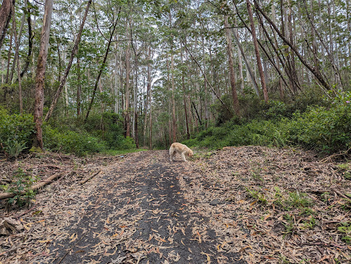 Waiakea Forest Reserve - Thumbnail