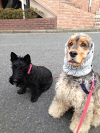 cagicco.petsitter カギッコペットシッター