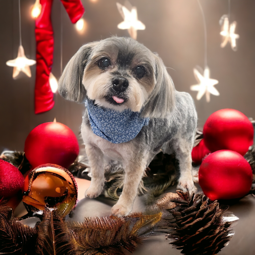 Dana's Pampered Pets - Thumbnail