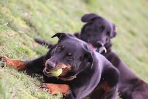 Photo n°18 de La COLO des 4 Pattes à Coufouleux (Pension pour chiens)