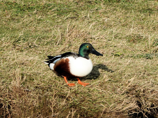 Natuurontwikkelingsgebied Koudenhoek - Thumbnail
