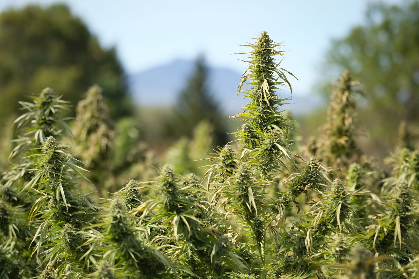 Zenbarn Farms photo 5