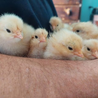 Poultry Pals