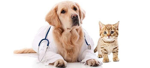 Servicios Médicos Veterinarios