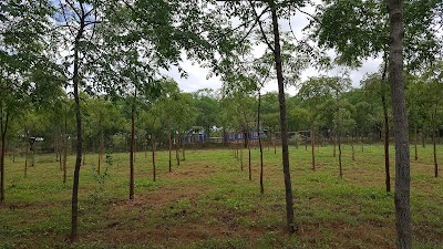 Photos of Africa Wood Grow
