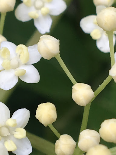 Sacrées Plantes - Thumbnail