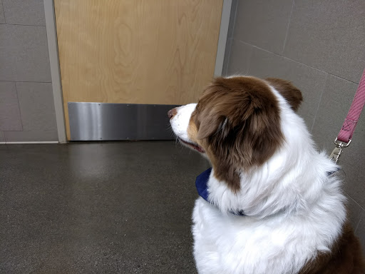 Arnold Pet Clinic - Thumbnail