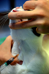 Photo n°42 de Clinique Vétérinaire Animalia Ttikiak à Saint-Jean-de-Luz (Vétérinaire)