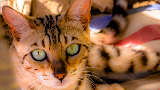 Elevage de chats Bengal Wonderfullarche, chatons Bengal à vendre