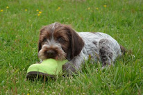Élevage de la Barde Lierre : Vente de chiots Griffons Korthals à Magescq