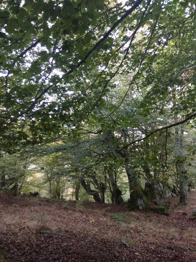 Hayedo de Lombraña - Thumbnail