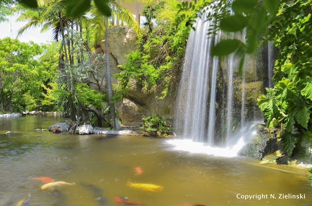 Jungle Island