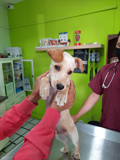 Hospital Veterinario GOSGATS