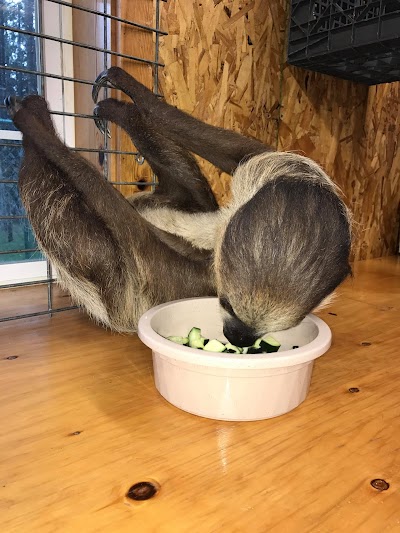 The Sloth Center Sanctuary