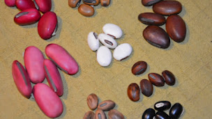 Photo n°2 de ESPRIT NATURE Bijoux en Graines . à Digne-les-Bains (Bijouterie fantaisie)