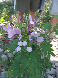 Photo n°14 de GUIDE DE RIVIERE CANOE NATURE à Vayrac (Circuit de randonnée)